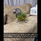 طير سنقالي مفقود في الطايف