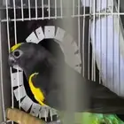 جوز ماير من نوادر الطيور