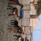 للبيع .. شياه هجين وعل كاميروني