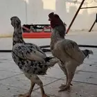 دجاج كوشامو