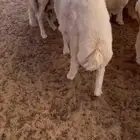 2 طليان حري
