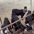 للبيع 3 جفرات وتيسين