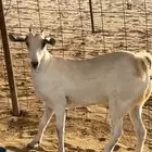 جفره صنف
