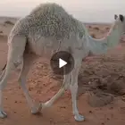 حاشي بري سمين نظيف للبيع