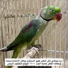 دره نيبالي
