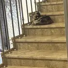 قطه ضايعه