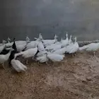 فروخ طاووس ابيض