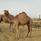 ناقه ساحليه مدني و بكره عجم حقه للبيع