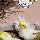 فراخ كوكتيل