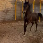 مهر للبيع