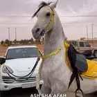 عربة نقل خيل باقل الأسعار