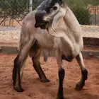 ساكني صنف الصنف