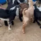 للبيع تيوس عوارض طيبه