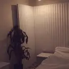 اشجار حمضيات اشجار ماكديما جميله حمضيات