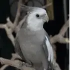 كروان مفقود 4