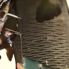 سمك الرايس