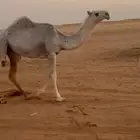 بكره كفوو. تم البيع