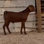 مشاريع فحول عيال كلهاري فواخر فرصه للقناي