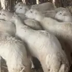 خرفان بلدي شرط