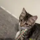 قط للتبني