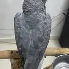 كاسكو بغبغاء طير