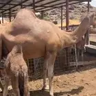 ناقه للبيع