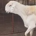 فحل حري صنف