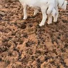 طليان اربع اشهور