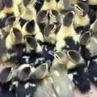 صوص بط مسكوفي