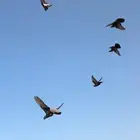 حمام لوت مفقود