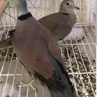 جوز قماري رماني نادر