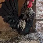 حباحب
