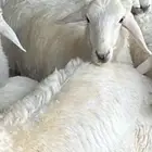 خروف حري خروف نعيمي تيس تيوس