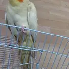 كروان لاتينو انثى