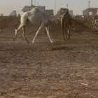 للبيع بكره وضحى جذعه