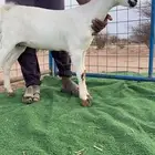 طائف