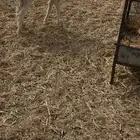شاه حريه رباع