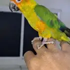 ببغاء صن كنيور شمسي لعشاق الهدد والولافة