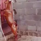 تيس كفو ادهم