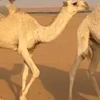 بكرة وضحا طيبة للبيع لاهل الزين