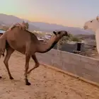 قعود طيب ابيه وامه وضحا