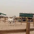 ايواء خيل
