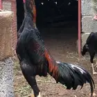 طقم شامو للبيع ديك و3 دجاجات
