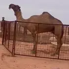 قعود كفوو