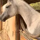 خيل شعبي