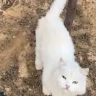 قطة تبني