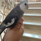 ببغاء كروان للبيع