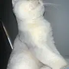 ذكر سكوتش فولد ns11 للبيع