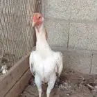 دجاجه شامو ياباني
