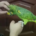 امزوني بلوفرنتد